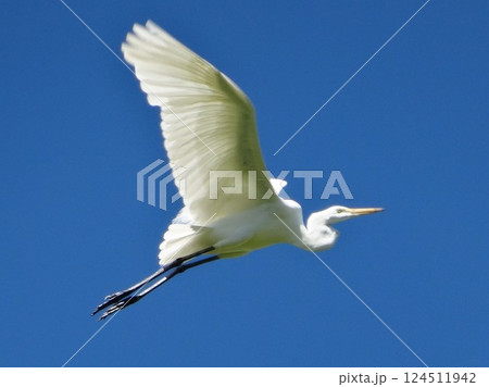 青空バックに飛翔するダイサギ 青空バックに飛翔するダイサギ 124511942