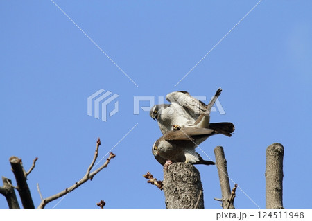 オオタカの交尾 124511948