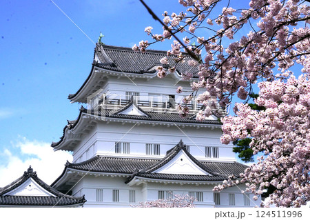 小田原城 桜 小田原城 桜 124511996
