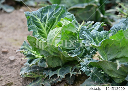 鳥害 食害 ヒヨドリ食害(キャベツの食害 damaged cabbage) 鳥害 食害 ヒヨドリ食害(キャベツの食害 damaged cabbage) 124512090