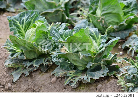 鳥害 食害 ヒヨドリ食害(キャベツの食害 damaged cabbage) 鳥害 食害 ヒヨドリ食害(キャベツの食害 damaged cabbage) 124512091