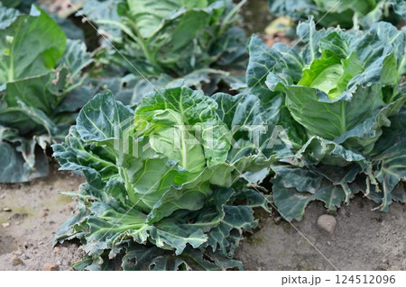 鳥害　食害　ヒヨドリ食害（キャベツの食害 damaged cabbage） 124512096