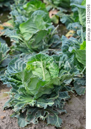 鳥害 食害 ヒヨドリ食害(キャベツの食害 damaged cabbage) 鳥害 食害 ヒヨドリ食害(キャベツの食害 damaged cabbage) 124512098