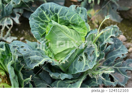 鳥害　食害　ヒヨドリ食害（キャベツの食害 damaged cabbage） 124512103