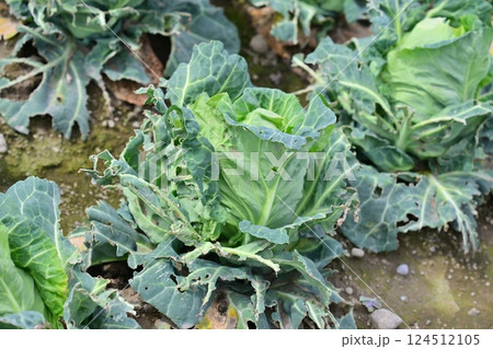 鳥害 食害 ヒヨドリ食害(キャベツの食害 damaged cabbage) 鳥害 食害 ヒヨドリ食害(キャベツの食害 damaged cabbage) 124512105