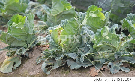 鳥害　食害　ヒヨドリ食害（キャベツの食害 damaged cabbage） 124512107