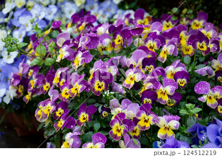 雨上がりに咲くパンジー・ビオラ 124512219