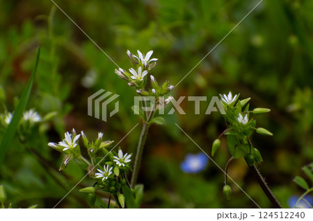 道に咲いているオランダミミナグサ 道に咲いているオランダミミナグサ 124512240