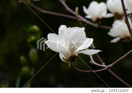 白木蓮の花 白木蓮の花 124512267