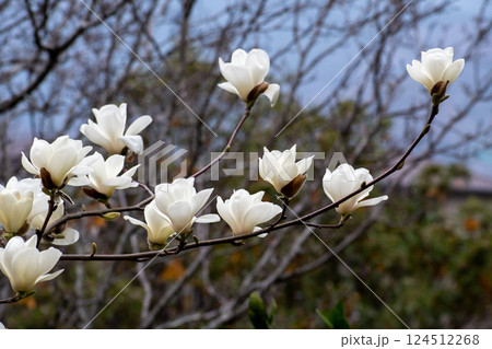 白木蓮の花 124512268