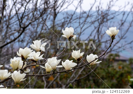 白木蓮の花 124512269