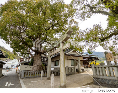 八岩華神社のクスノキ 124512275