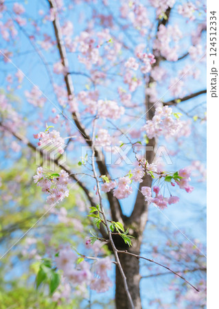 2025年の日比谷の美しい桜 2025年の日比谷の美しい桜 124512334