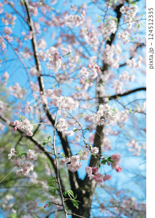 2025年の日比谷の美しい桜 2025年の日比谷の美しい桜 124512335