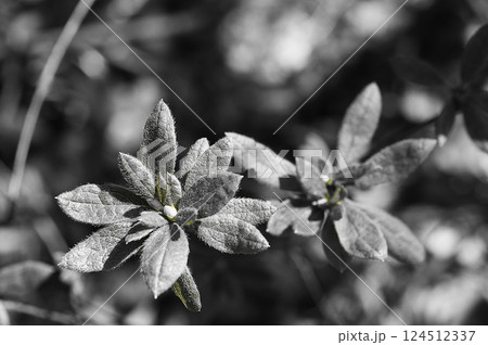モノクロで撮った植物 66895771 124512337