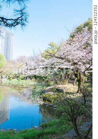 2025年の日比谷の美しい桜 124512352