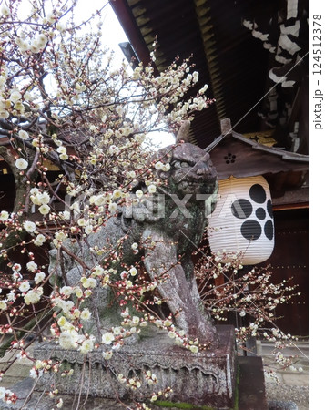 京都の名所、飛梅伝説で有名な菅原道真公を御祭神としておまつりする北野天満宮、梅と狛犬と紋入り提灯 京都の名所、飛梅伝説で有名な菅原道真公を御祭神としておまつりする北野天満宮、梅と狛犬と紋入り提灯 124512378