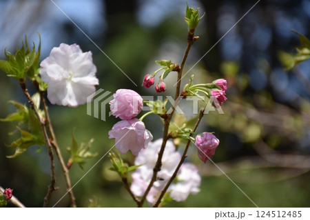 可愛い桜の花 124512485