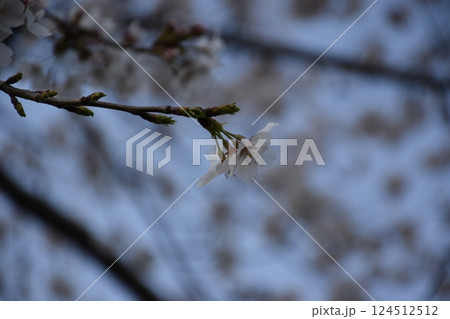 咲き始めた桜 咲き始めた桜 124512512