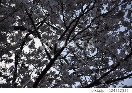 見上げる桜 見上げる桜 124512535