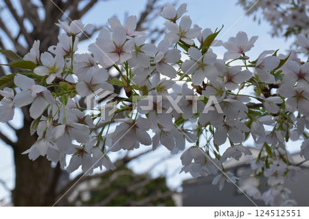 桜の花 桜の花 124512551