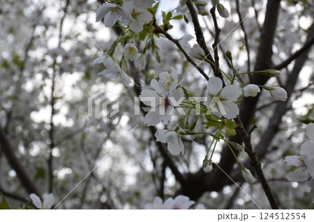 白い桜の花 124512554