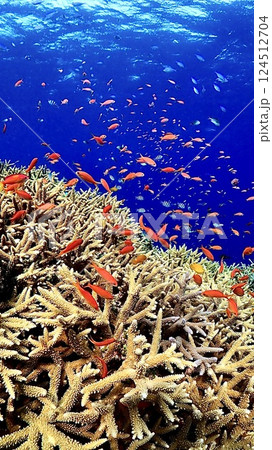 キンギョハナダイとデバスズメダイが泳ぐ西表島の珊瑚礁がある海 124512704