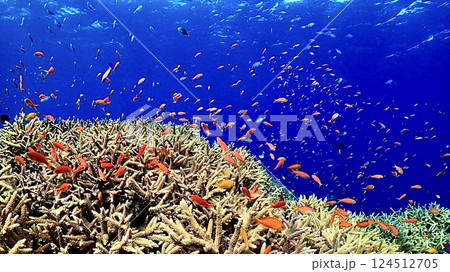 キンギョハナダイとデバスズメダイが泳ぐ西表島の珊瑚礁がある海 キンギョハナダイとデバスズメダイが泳ぐ西表島の珊瑚礁がある海 124512705