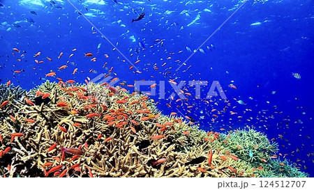 キンギョハナダイとデバスズメダイが泳ぐ西表島の珊瑚礁がある海 キンギョハナダイとデバスズメダイが泳ぐ西表島の珊瑚礁がある海 124512707