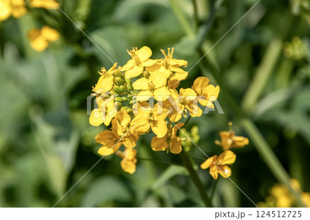 油を採るため栽培されているアブラナ、別名ナノハナ 油を採るため栽培されているアブラナ、別名ナノハナ 124512725