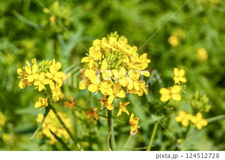 花は萌黄色できれいなミズナ【アブラナ科】 花は萌黄色できれいなミズナ【アブラナ科】 124512728