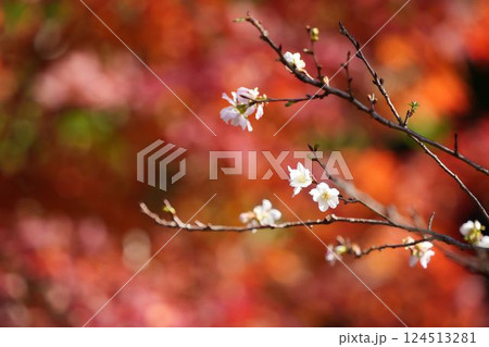 秋色の中で咲く冬桜	 124513281
