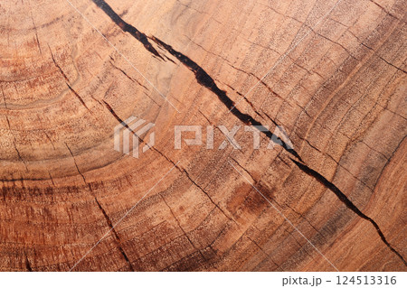 Closeup of black walnut wood surface 124513316