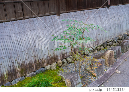 京都市 民家の犬矢来と南天 京都市 民家の犬矢来と南天 124513384