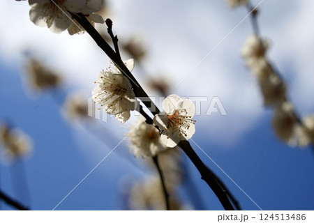 青空と梅の花 青空と梅の花 124513486
