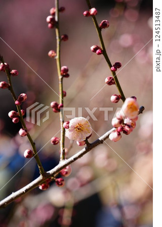 梅の花と蕾 梅の花と蕾 124513487