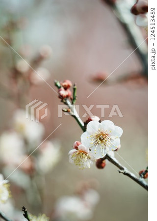 春に咲く白梅 124513489