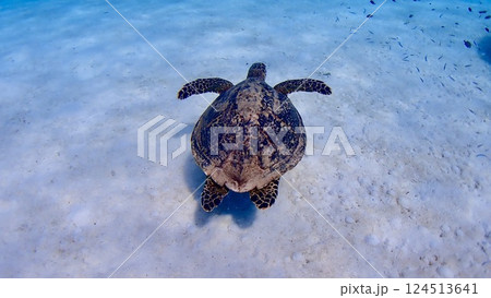 沖縄県慶良間諸島渡嘉敷島の渡嘉志久ビーチを泳ぐタイマイ 124513641