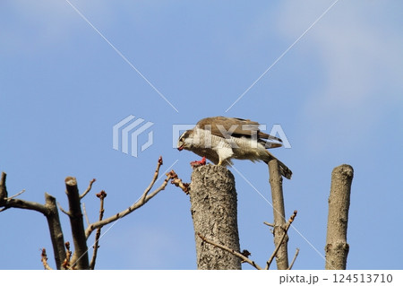 オオタカ オオタカ 124513710