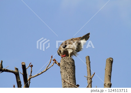 オオタカ 124513711