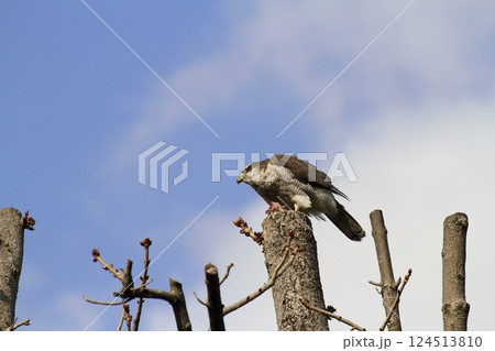 オオタカ 124513810