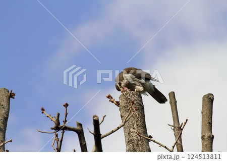 オオタカ 124513811