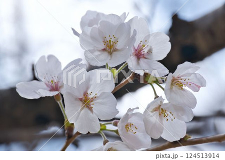 開花した桜のマクロ撮影 開花した桜のマクロ撮影 124513914