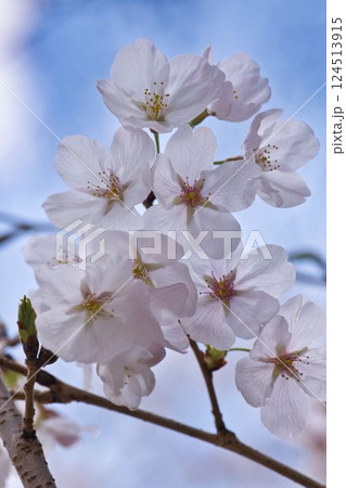 開花した桜のマクロ撮影 開花した桜のマクロ撮影 124513915
