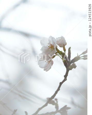 開花した桜のマクロ撮影 開花した桜のマクロ撮影 124513926