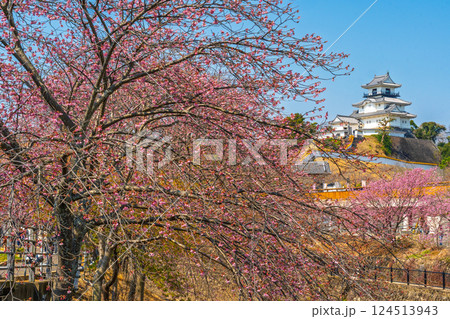掛川城　桜　静岡 124513943