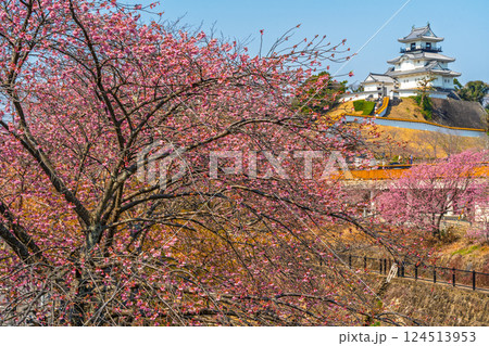 掛川城　桜　静岡 124513953