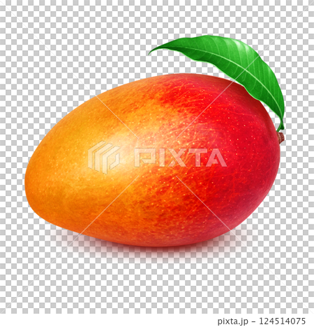 Mango illustration realistic white background 124514075