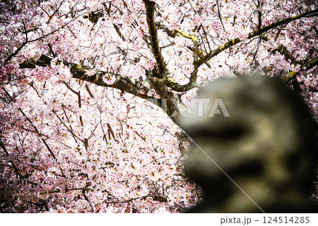 穏やかな春の光に照らされた桜の花 穏やかな春の光に照らされた桜の花 124514285