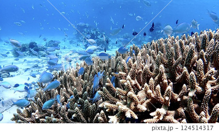 様々な熱帯魚が泳ぐ沖縄県慶良間諸島座間味村の海 124514317